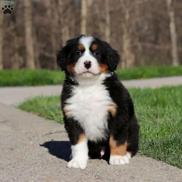 Zeke, Bernese Mountain Dog Puppy